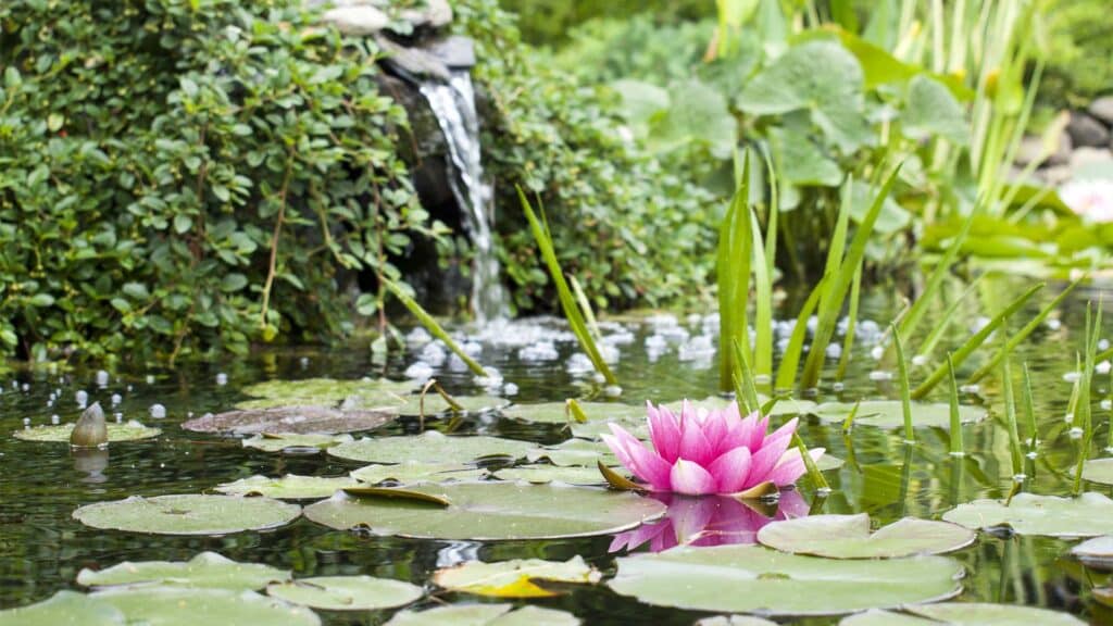 Quelles Sont Les Meilleures Plantes Pour Les Bassins Et Jardins Deau