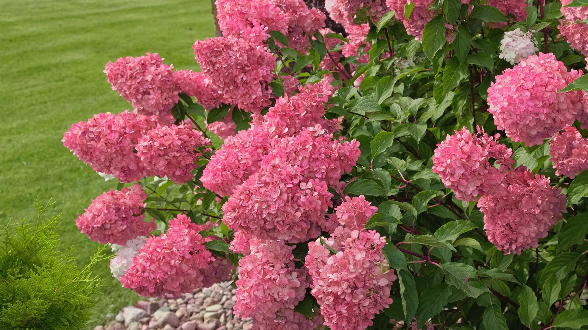 Comment bien entretenir les hydrangées pour avoir une belle floraison