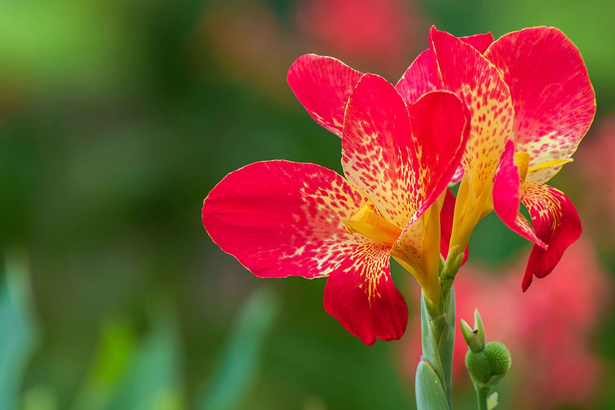 Canna plante tropicale fleurie pour extérieur au Québec