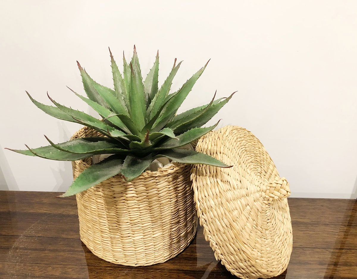 Agave en pot pour décor végétal urbain