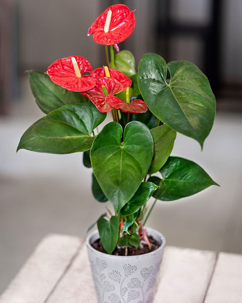 Anthurium fleuri pour décoration jungle urbaine intérieure