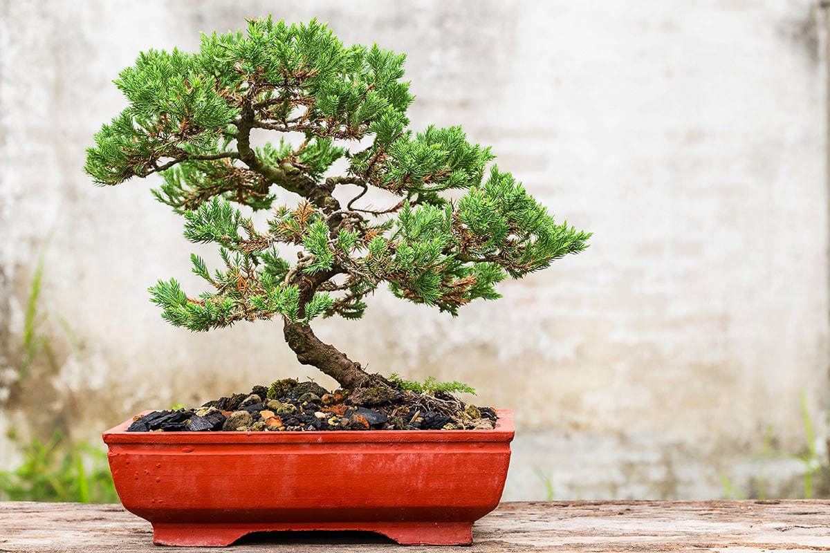 Comment cultiver et entretenir les bonsaïs intérieurs et extérieurs