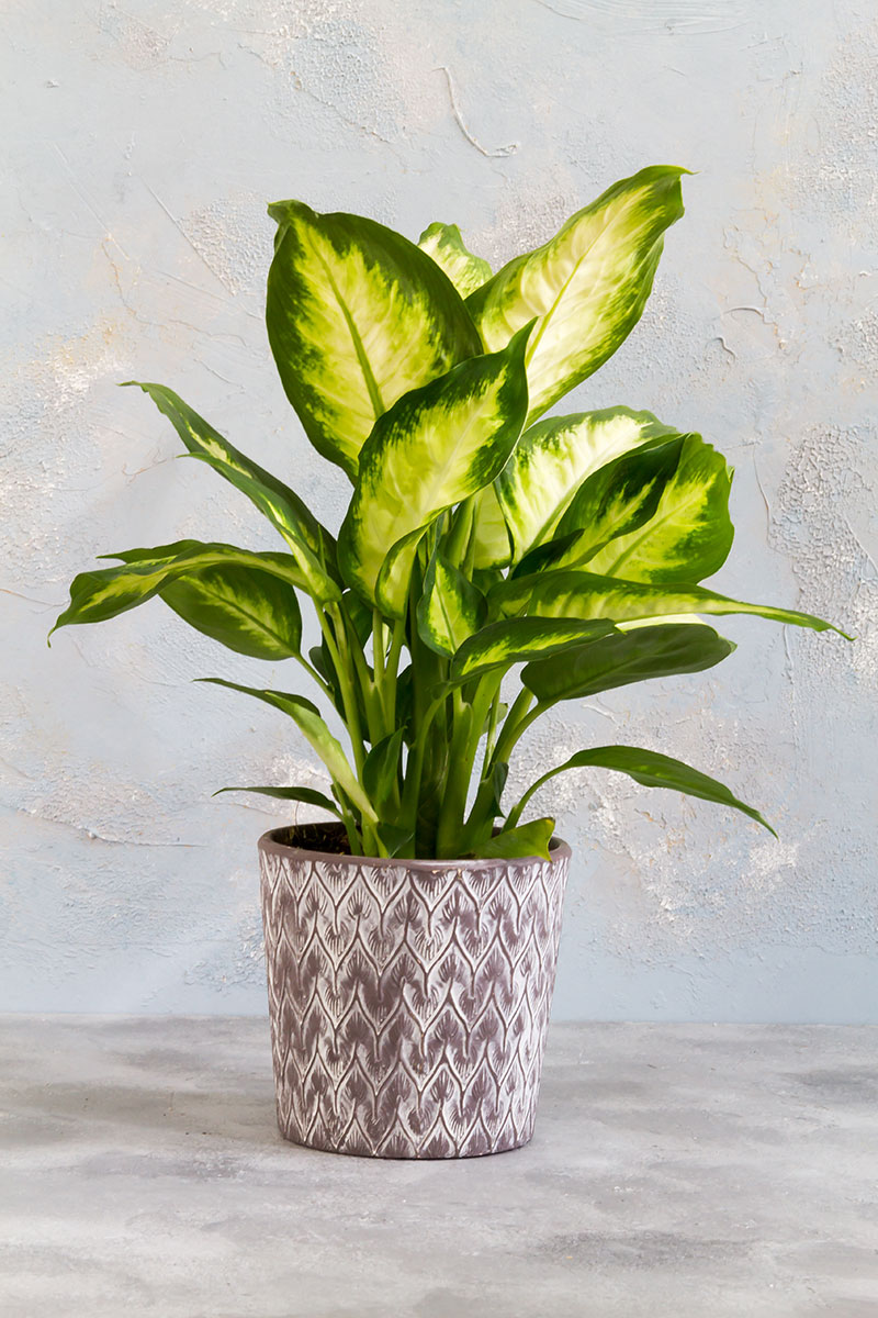 Dieffenbachia pour plantes tropicales d’intérieur