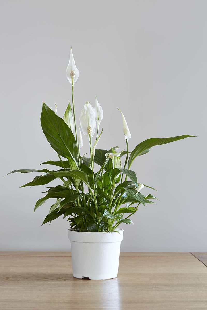 Lys de paix pour jungle urbaine et plantes d’intérieur faciles