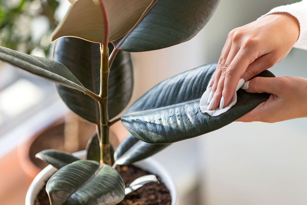 Gants de nettoyage pour plantes