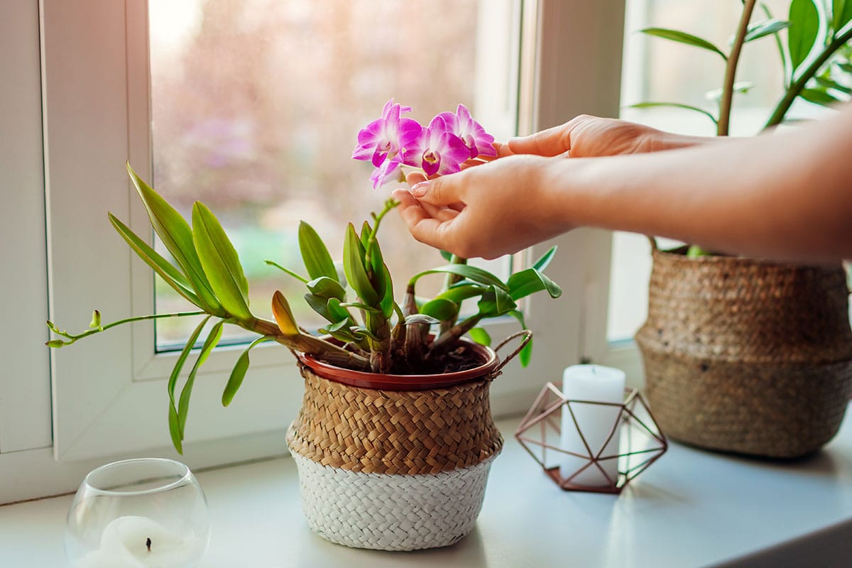 Éventail Coloré De Fleurs Fraîches Coupées Et Plantes En Pots À