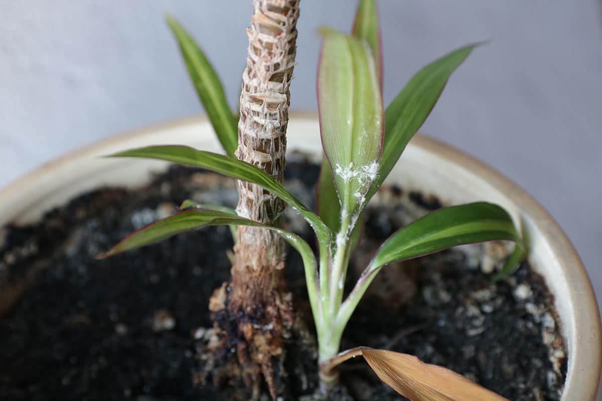 Cochenilles farineuses et insectes blancs sur les plantes d’intérieur
