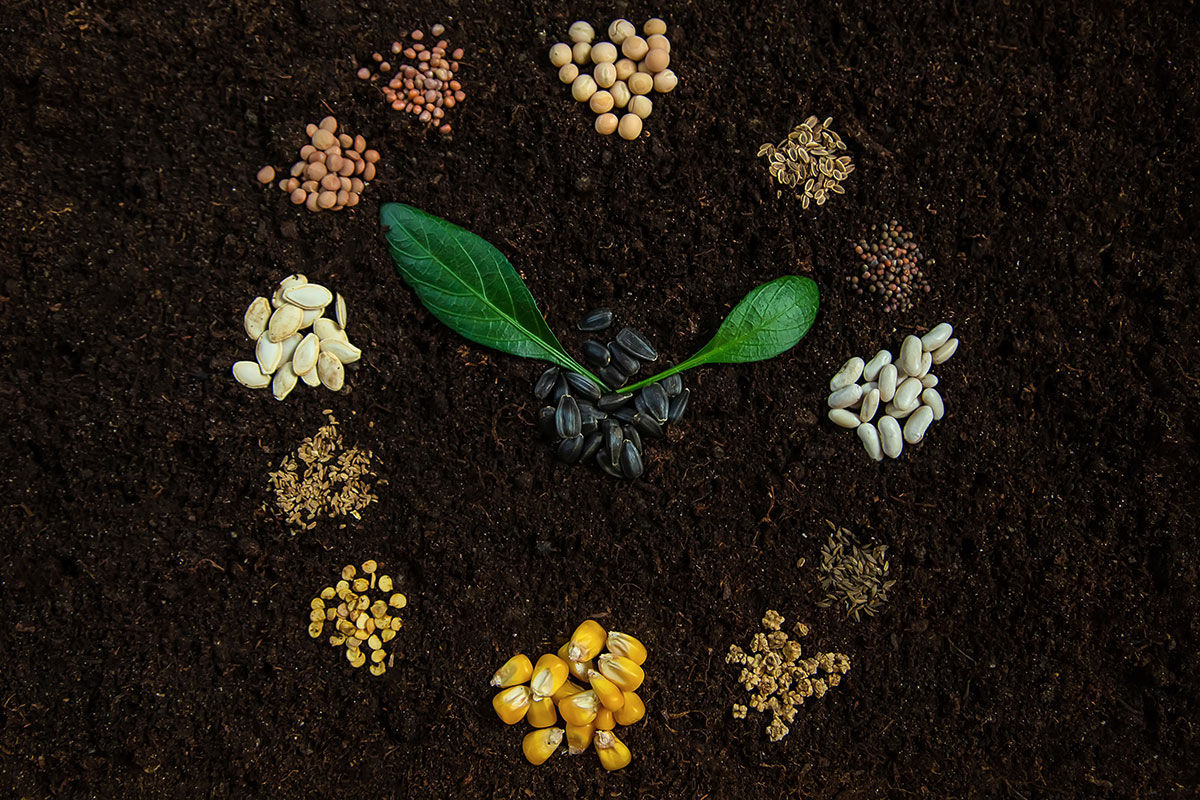 Calendrier de semis de légumes et de fines herbes