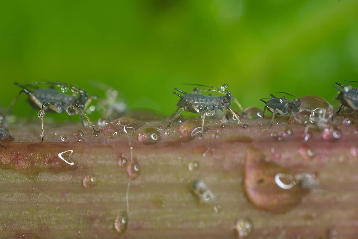 Pucerons sur plante d’intérieur et feuilles collantes avec miellat
