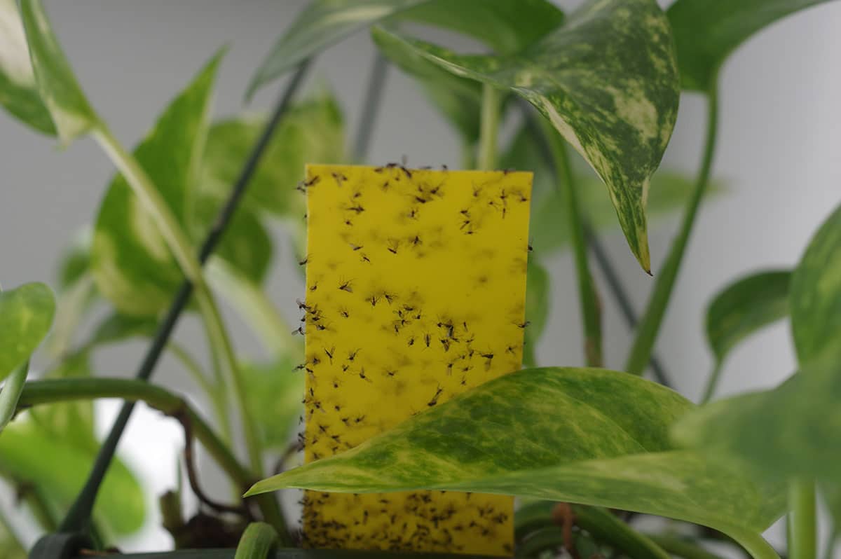 Principaux insectes qui s’attaquent au plantes d’intérieur