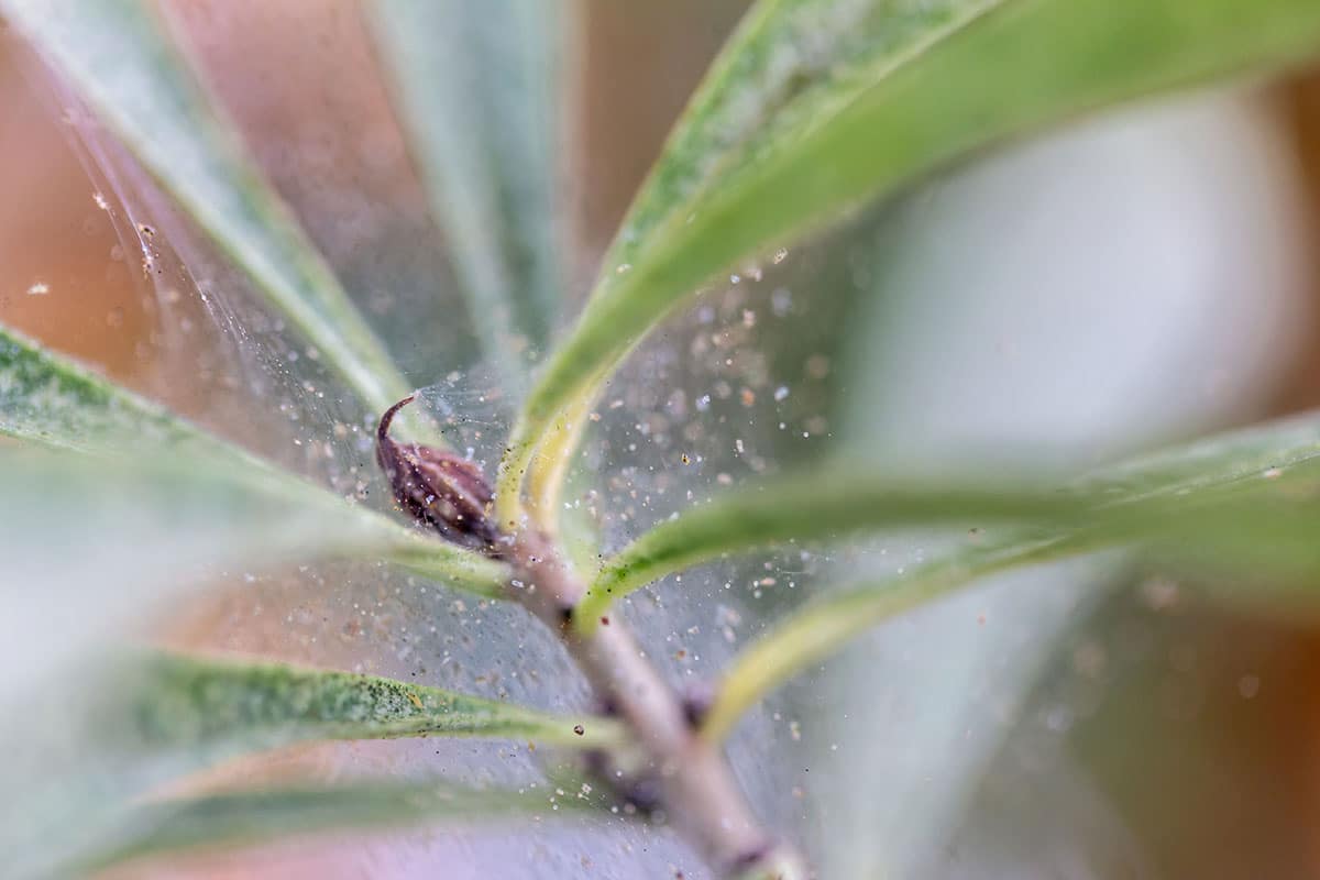 Tétranyques et insectes piqueurs suceurs sur plante d’intérieur
