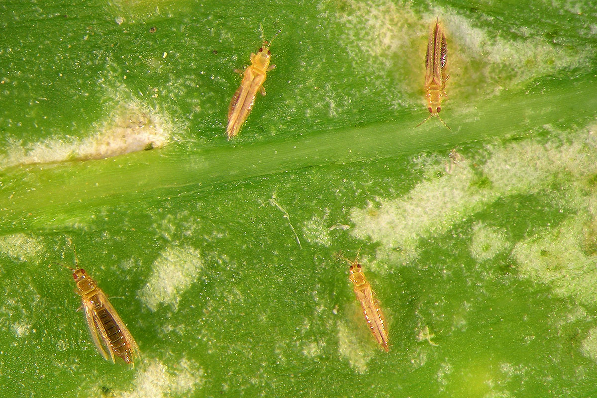 Principaux insectes qui s’attaquent au plantes d’intérieur