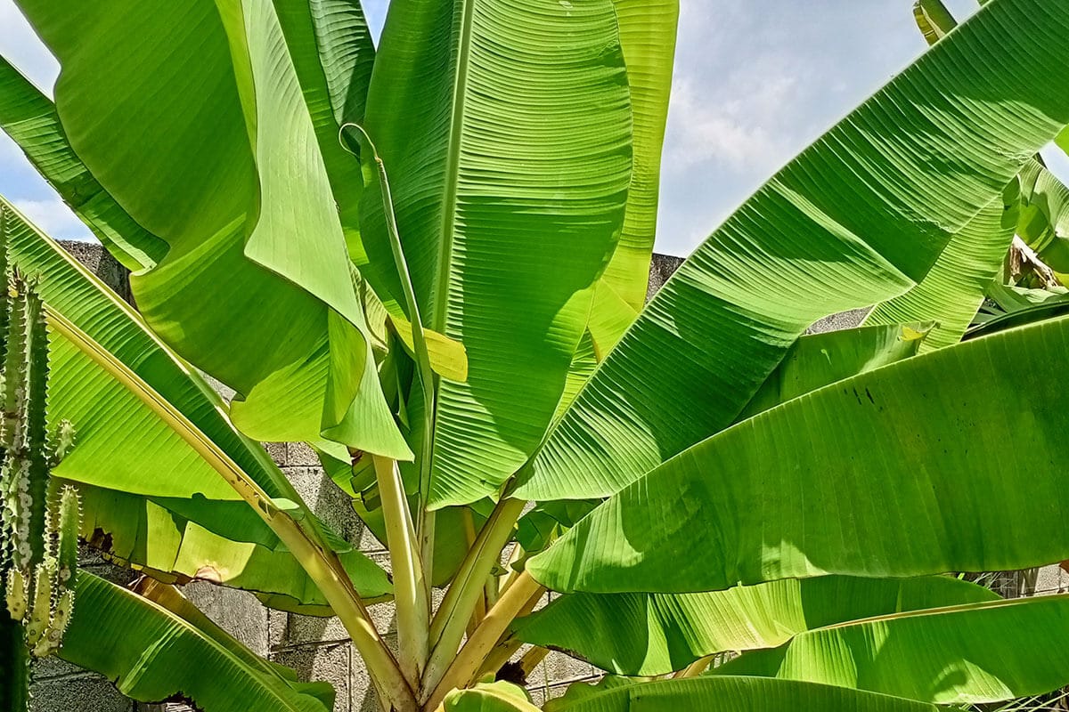 Bananier grande plante tropicale pour extérieur et intérieur