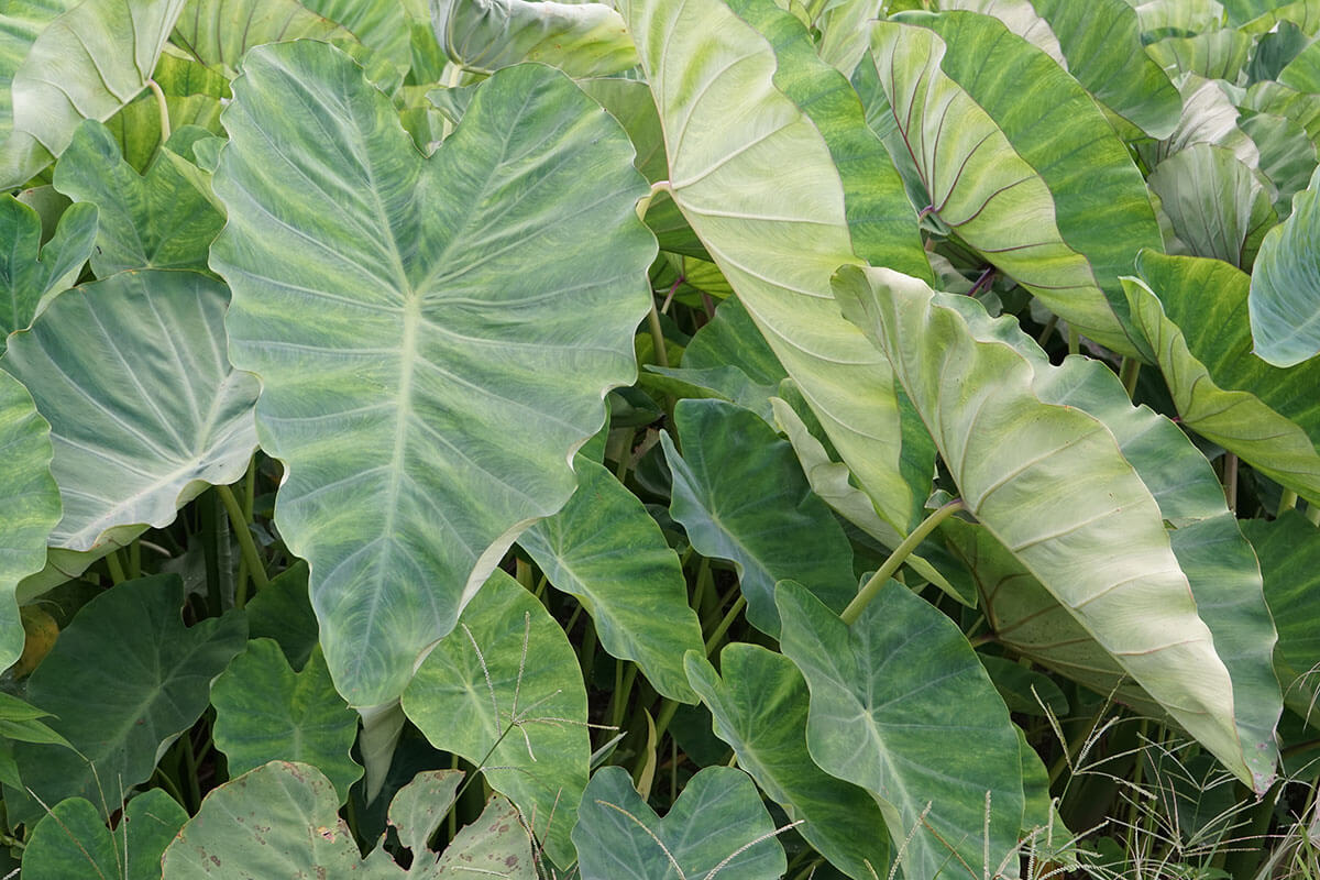 Colocasia plante tropicale à grandes feuilles
