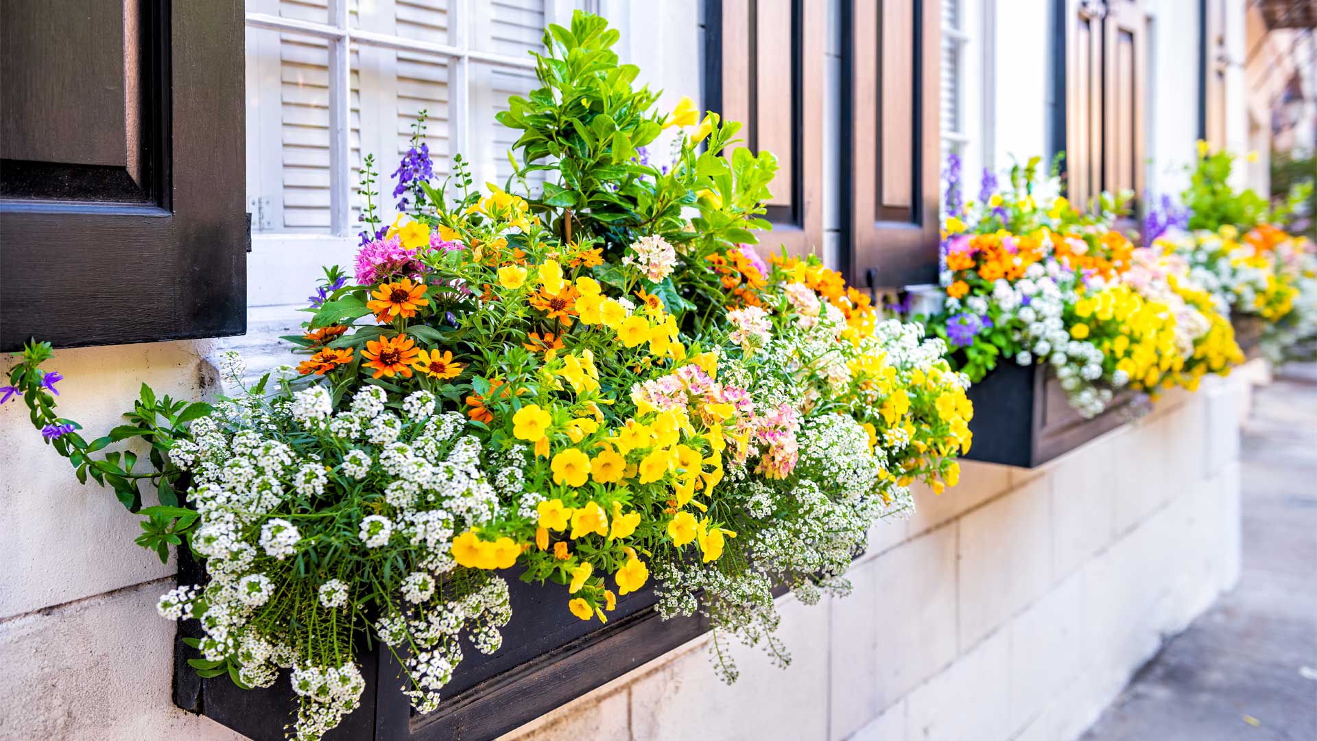 Un Pot Blanc De Jardinières Avec Pétunia Blanc Est Suspendu à La Véranda  Extérieure Sur Fond D'arbres Par Une Journée D'été Ensoleillée.