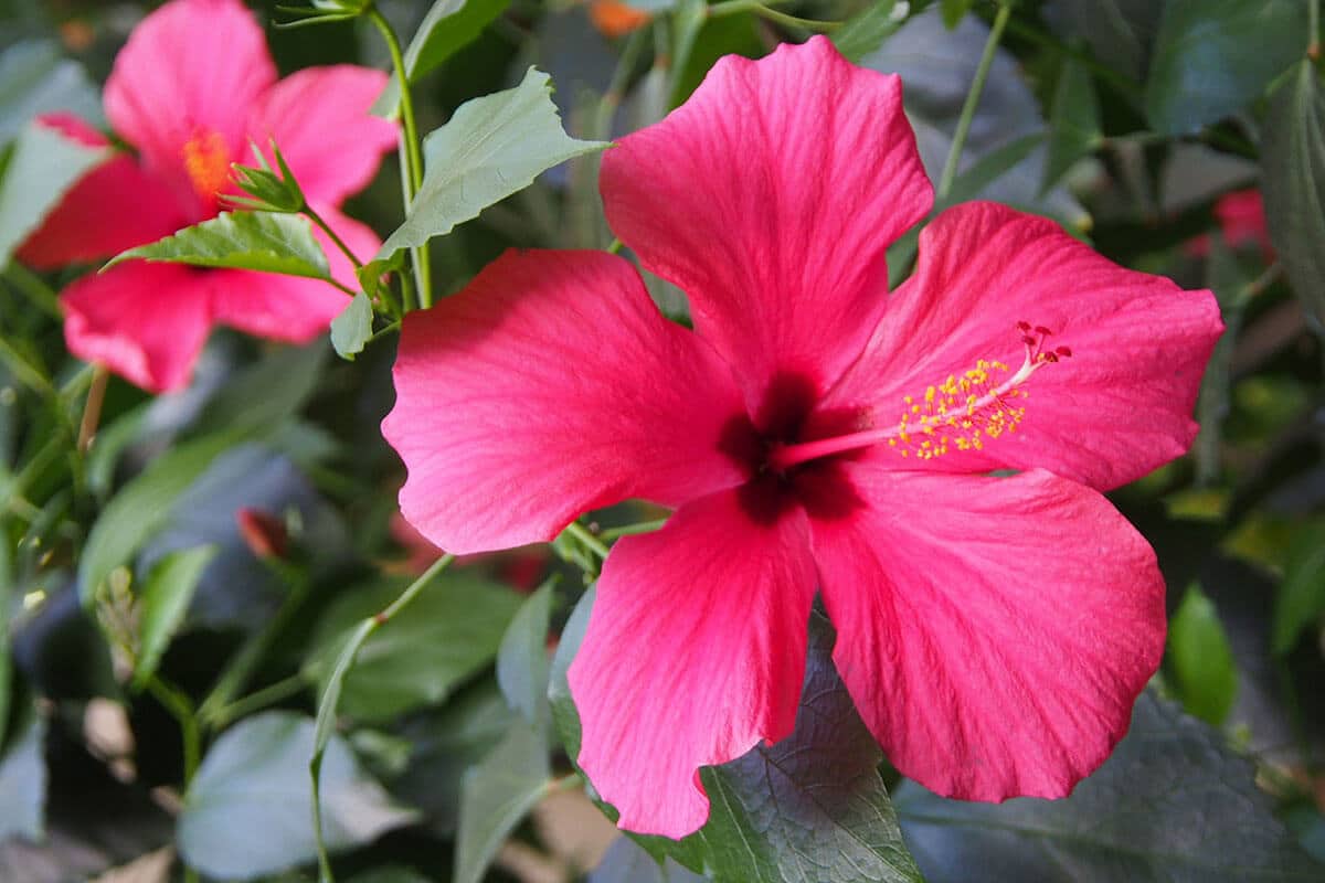 Hibiscus fleur plante tropicale colorée