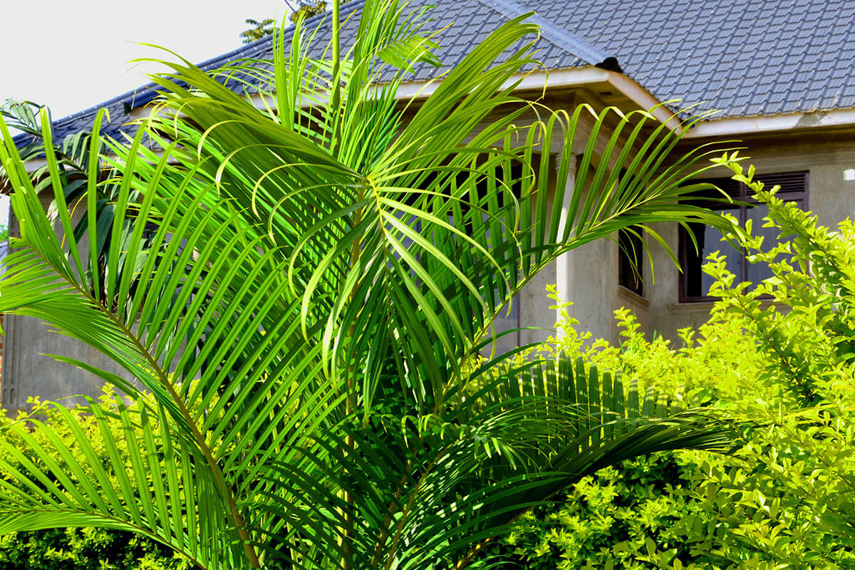 Palmier Majesté plante tropicale d'intérieur et d'extérieur
