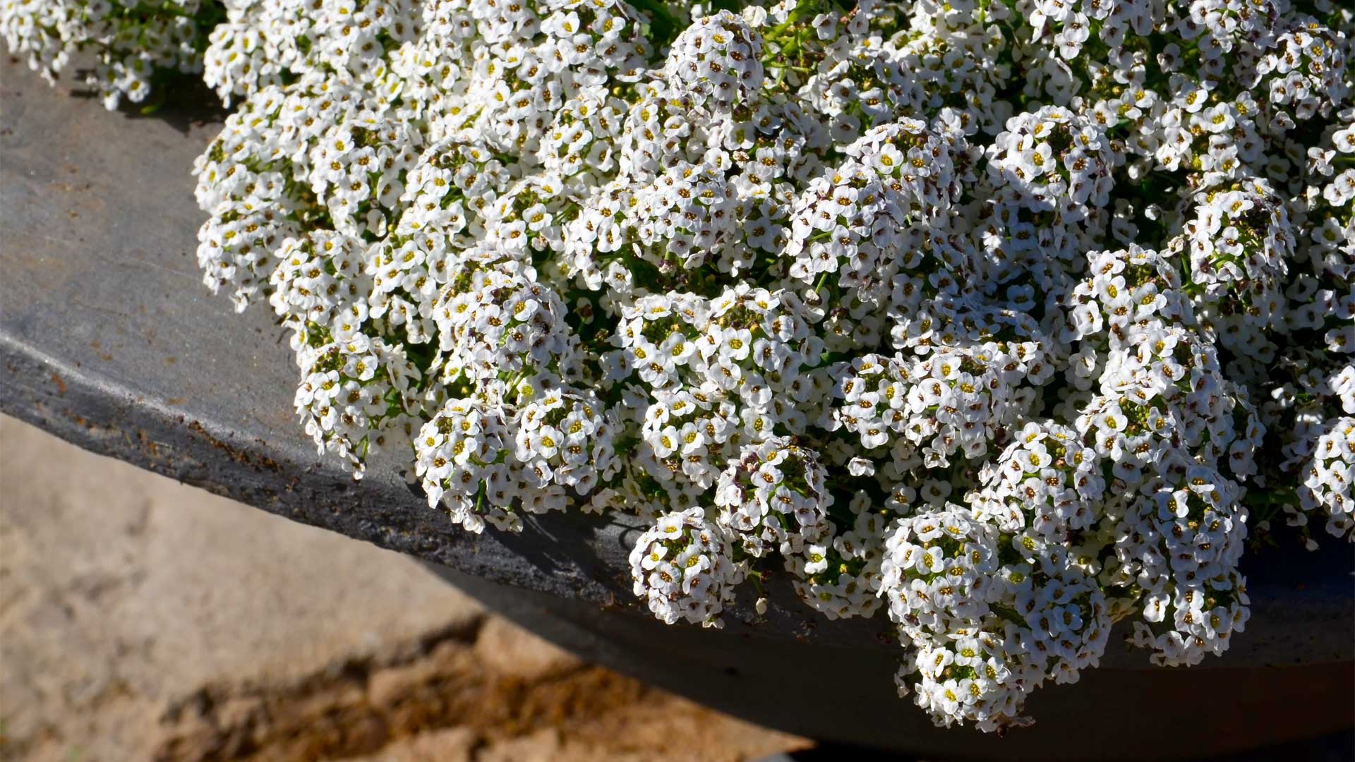 Alyssum odorant pour rocaille jardinière et plate-bande