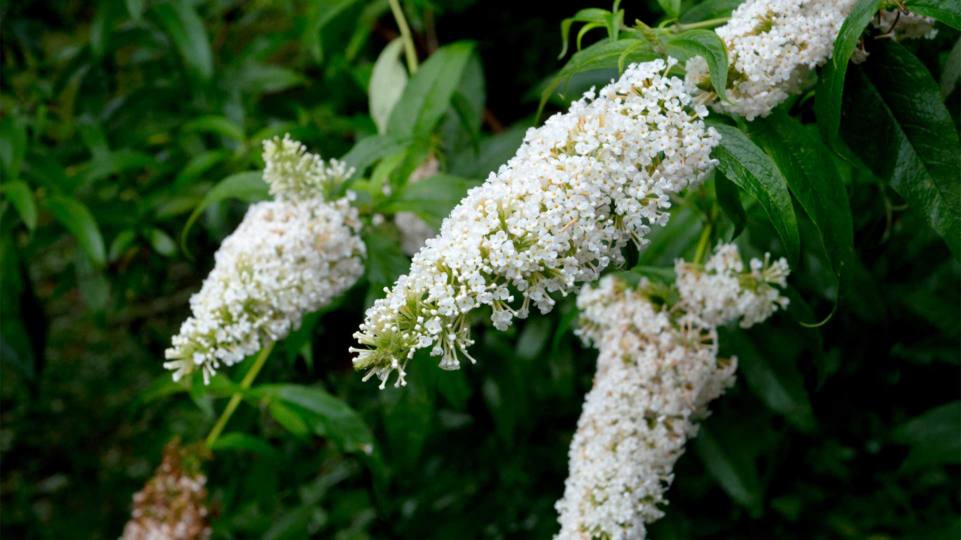 Buddleia arbre aux papillons parfumé