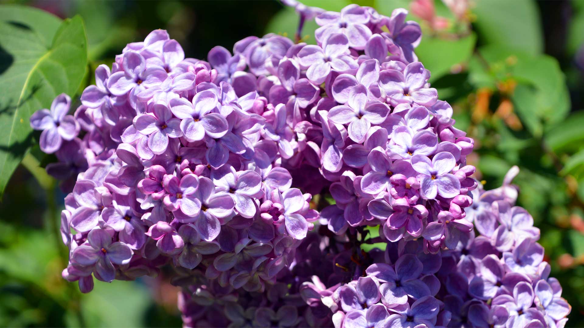 Lilas parfumé pour jardin odorant