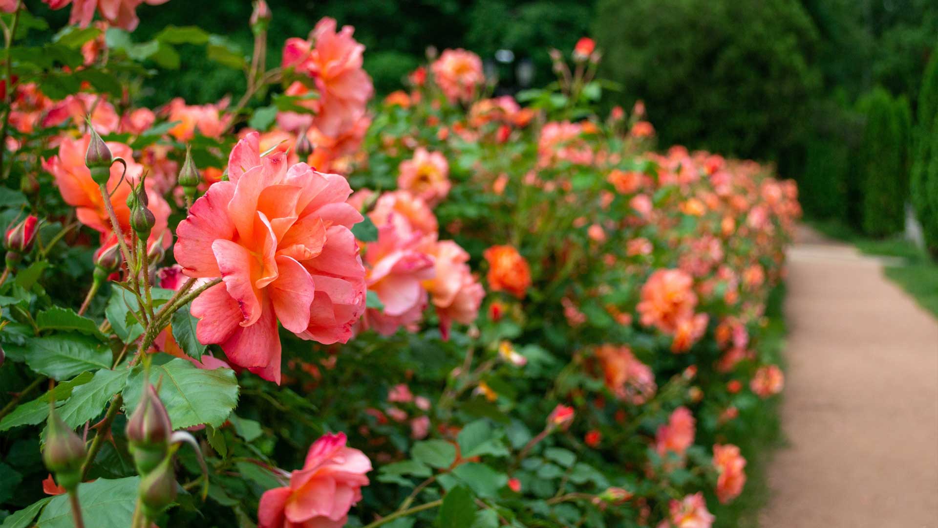 Rosier parfumé pour fleurs odorantes au jardin