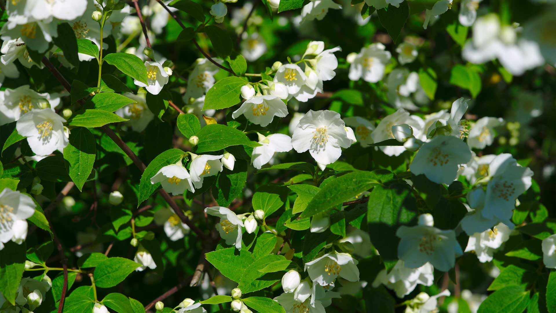 Seringat parfumé pour jardin odorant