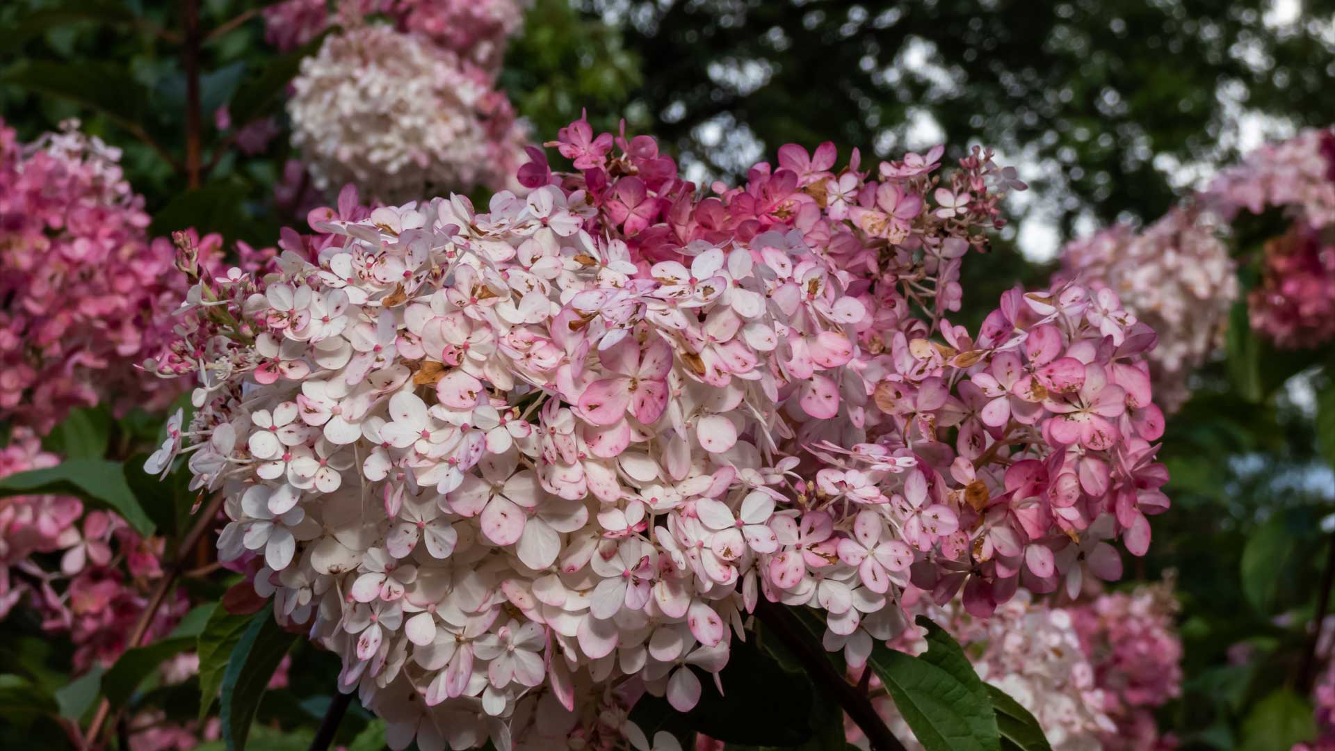 Hydrangées paniculées en fleurs
