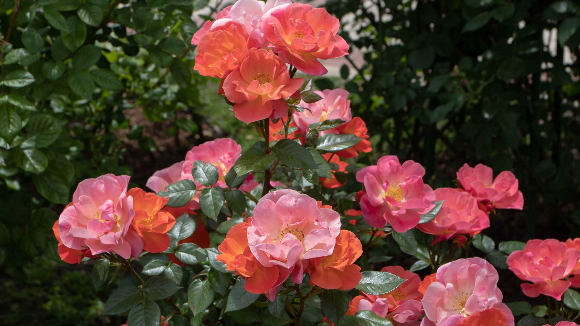 Rosiers fleuris au jardin