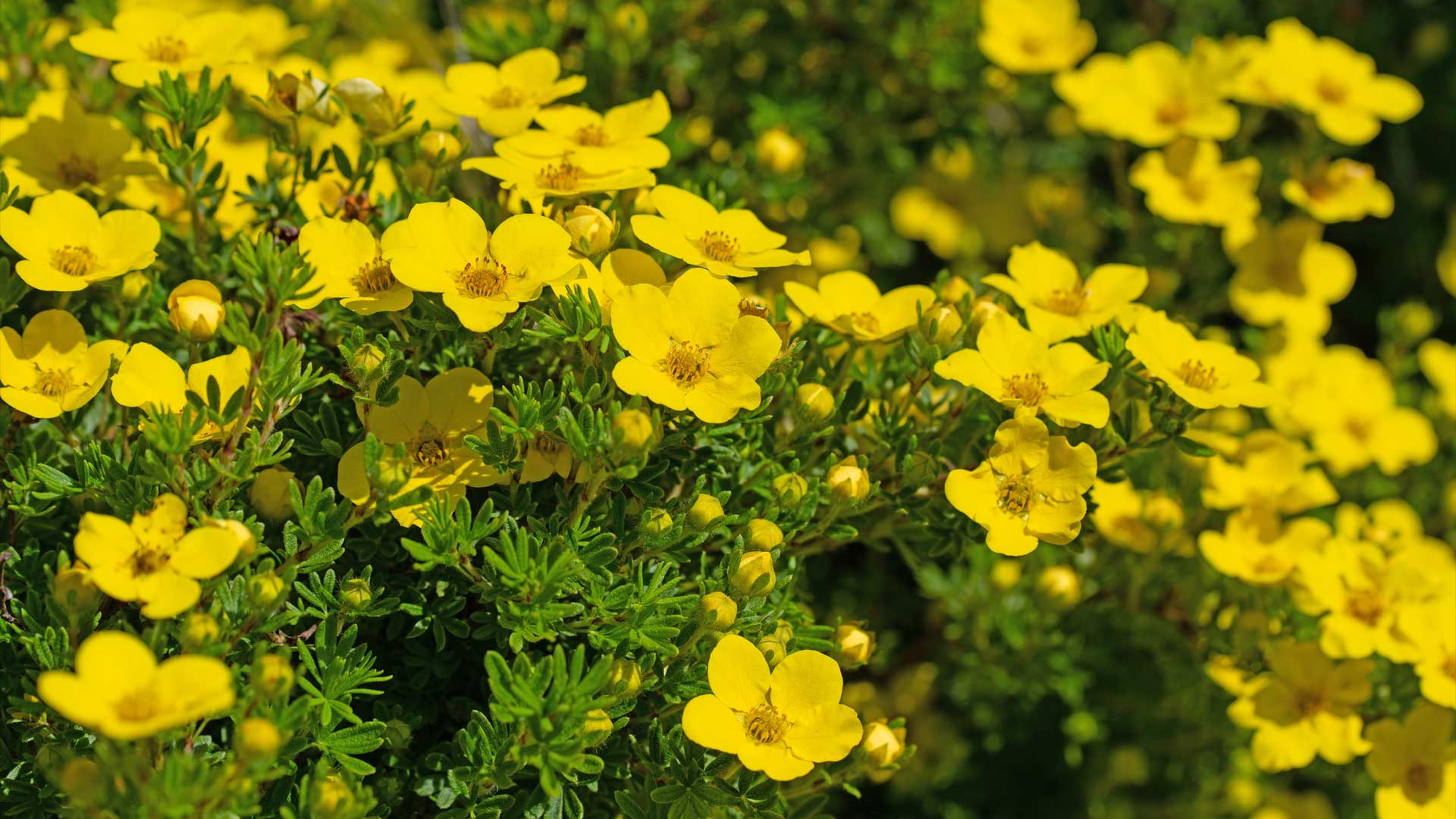 Potentilles jaunes en fleurs