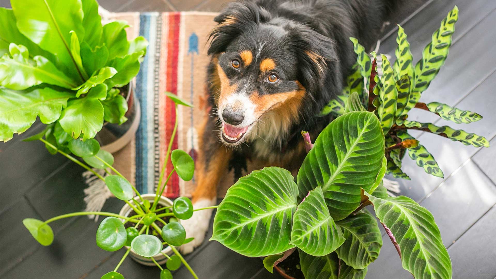 Exotenherz - ensemble de plantes d'intérieur amusantes Animaux - 4