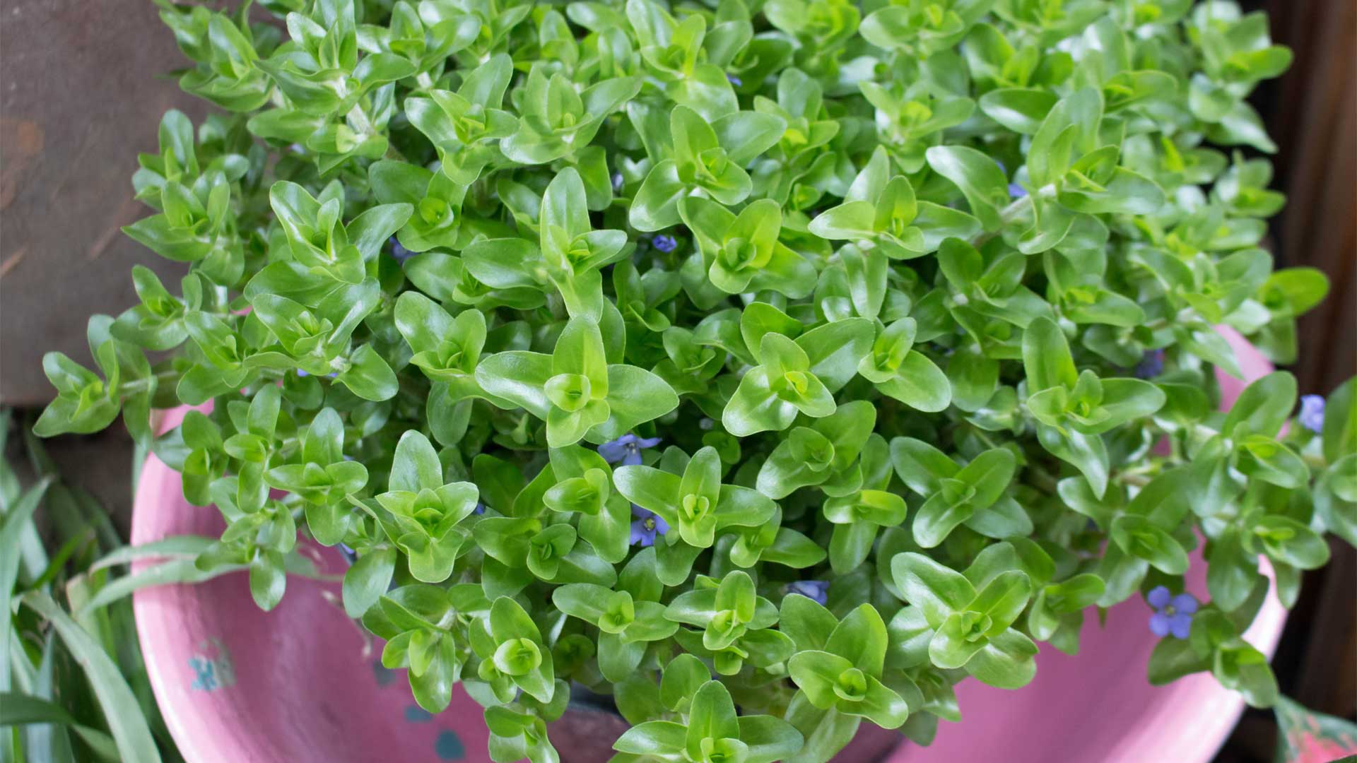 Bacopa de Caroline