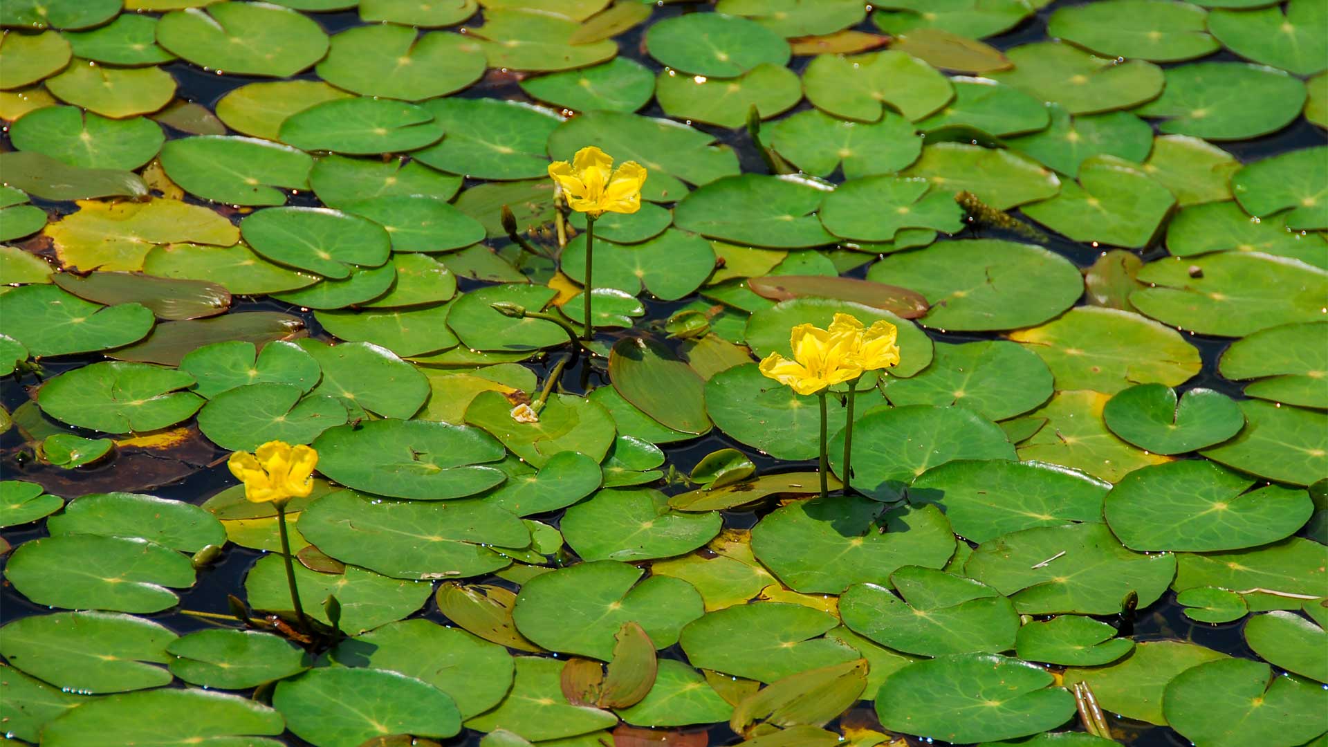 Faux nénuphar
