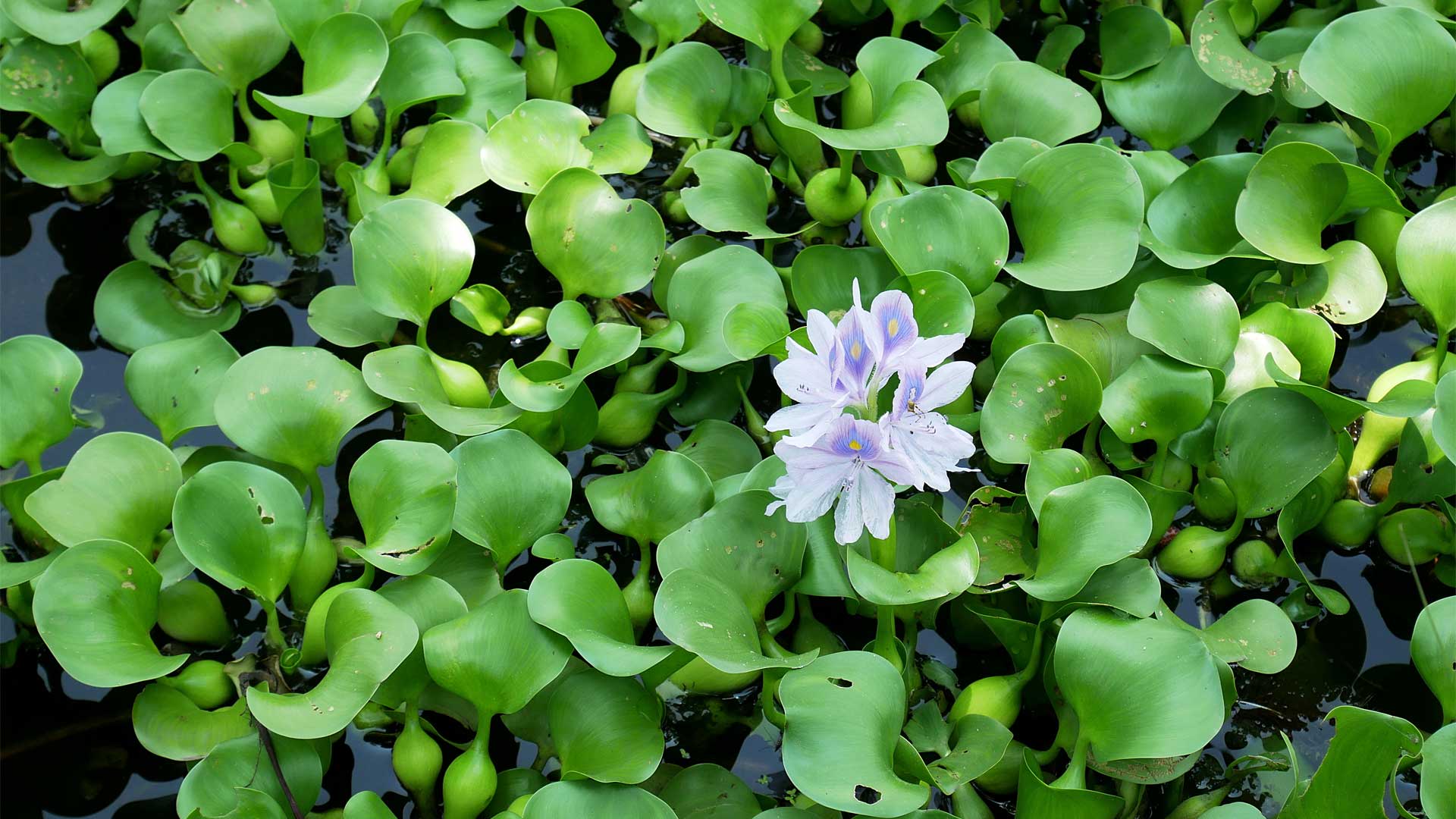 Jacinthe d’eau