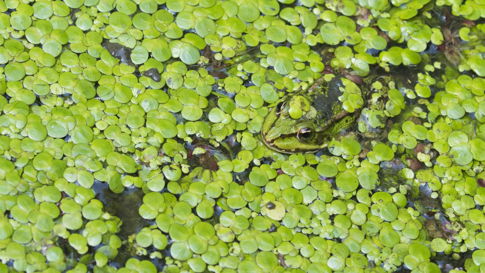 Lentille d’eau