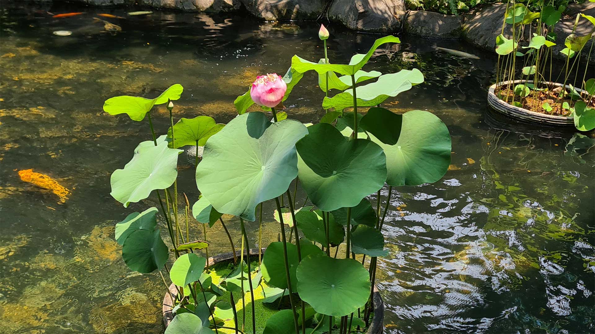 Lotus sacré