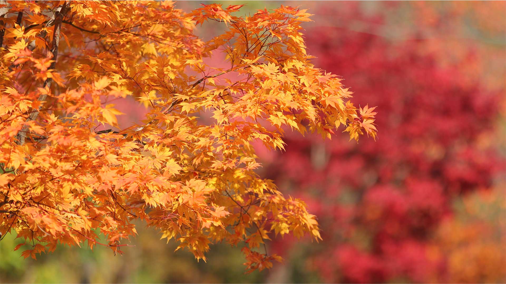 Arbres et arbustes colorés pour l'automne