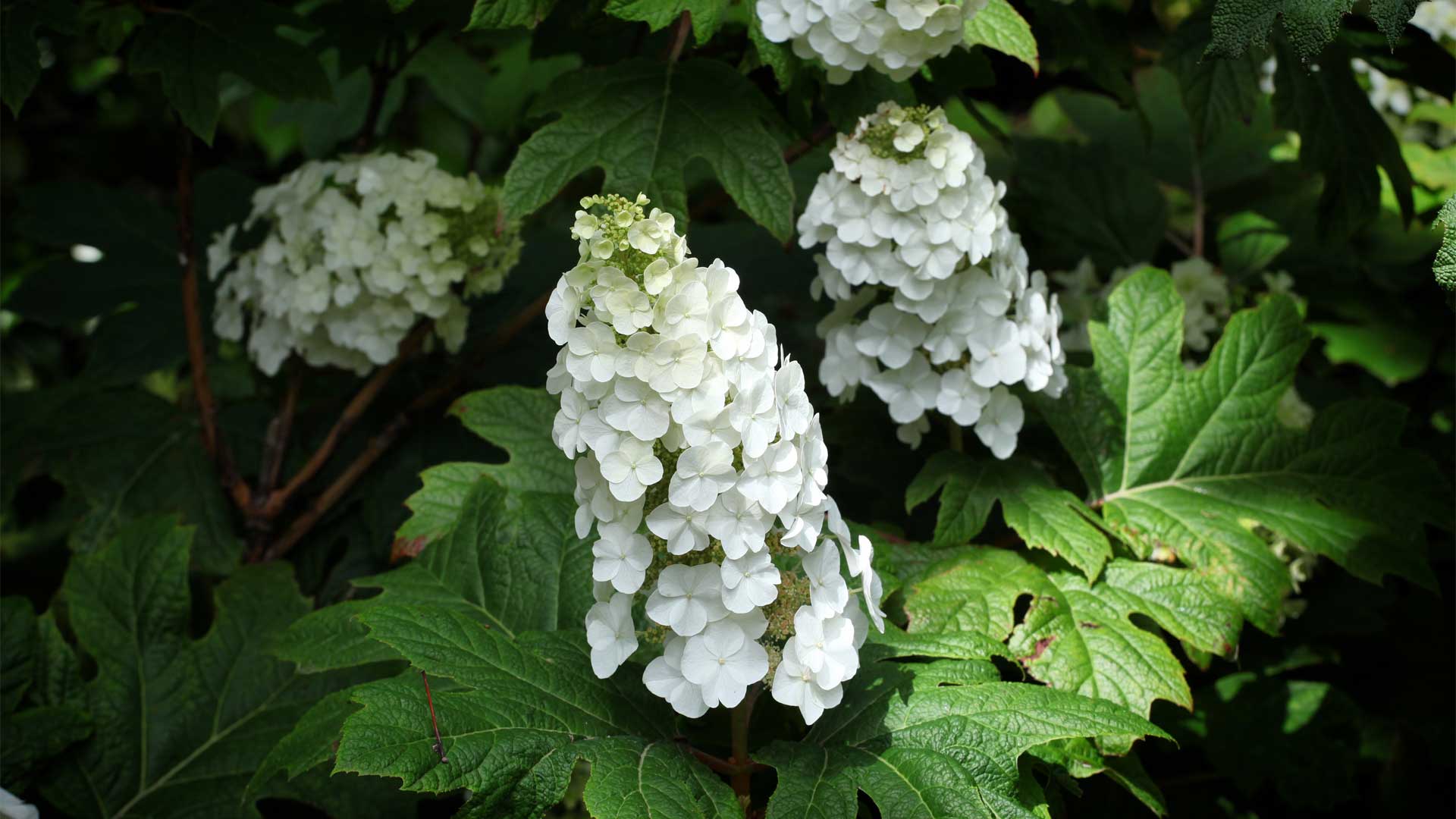 Hydrangea quercifolia avec feuillage en forme de feuille de chêne