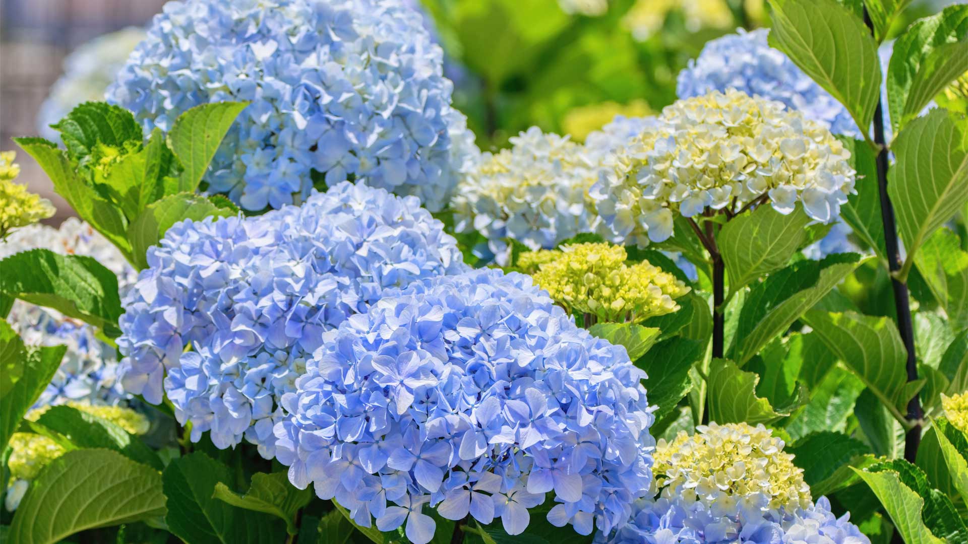 Hydrangea macrophylla avec grosses fleurs rondes colorées