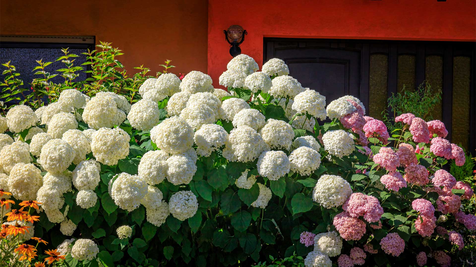 Hydrangea arborescens Annabelle avec fleurs blanches rondes