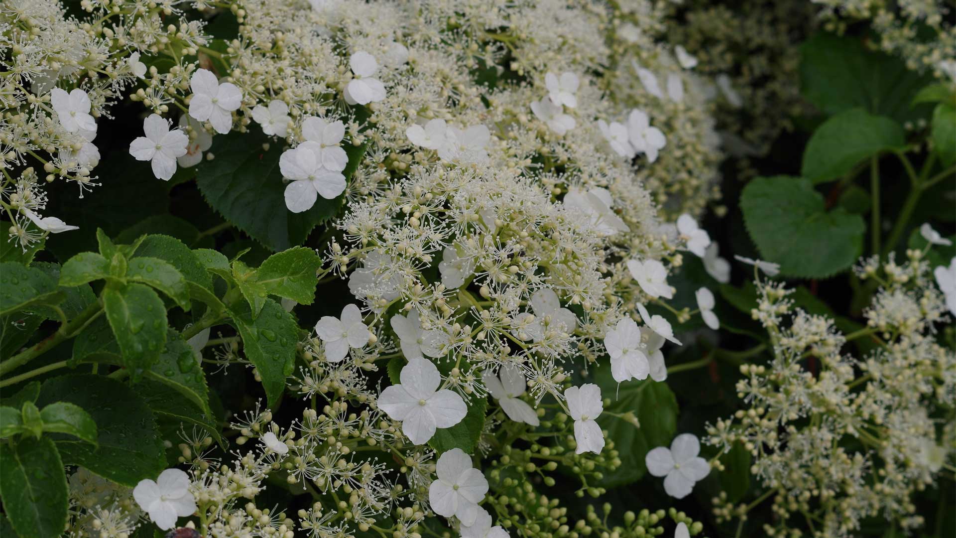 Hydrangea petiolaris grimpant avec floraison blanche
