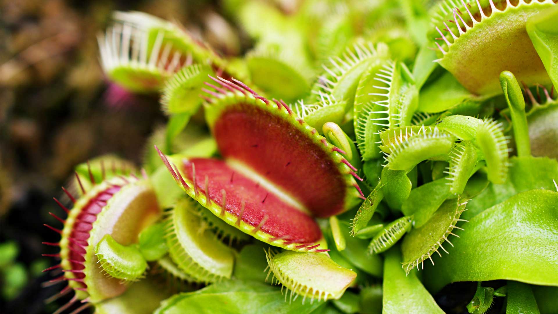 Dionée attrape-mouches, plante carnivore populaire pour la maison