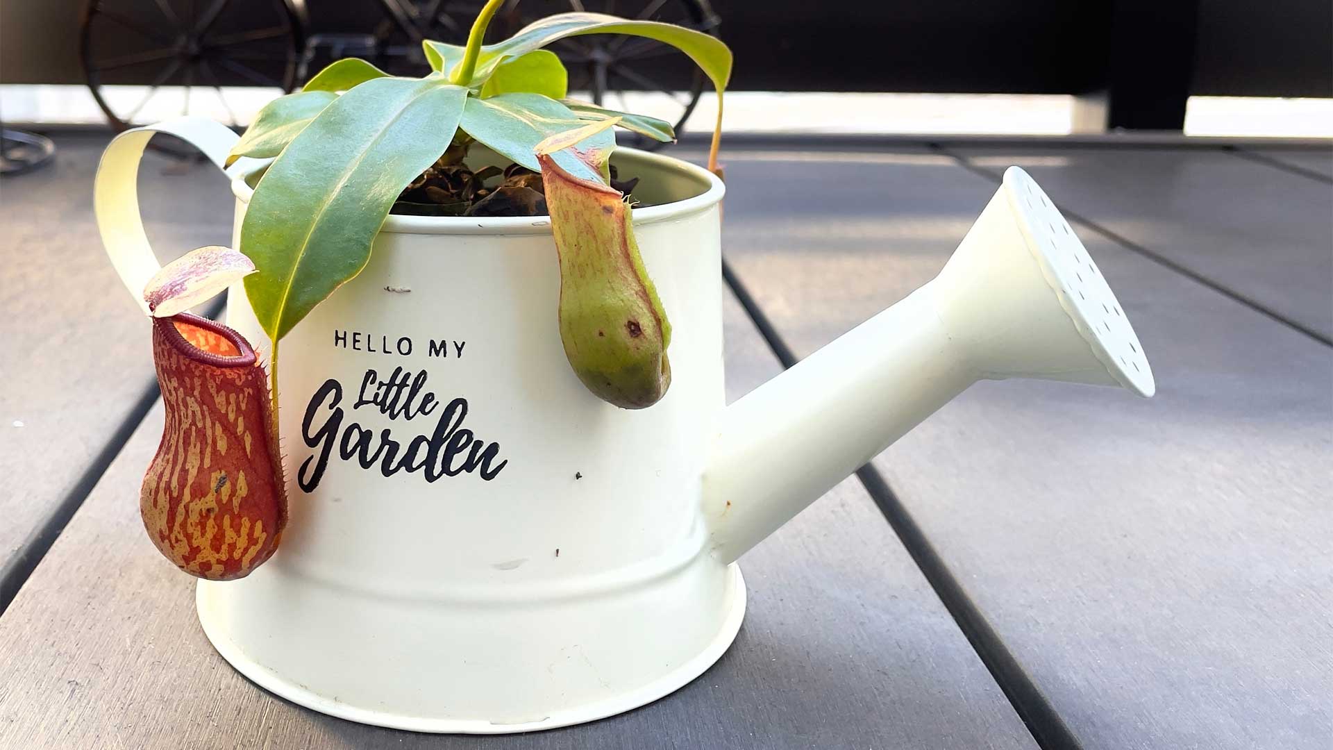 Nepenthes avec urnes suspendues