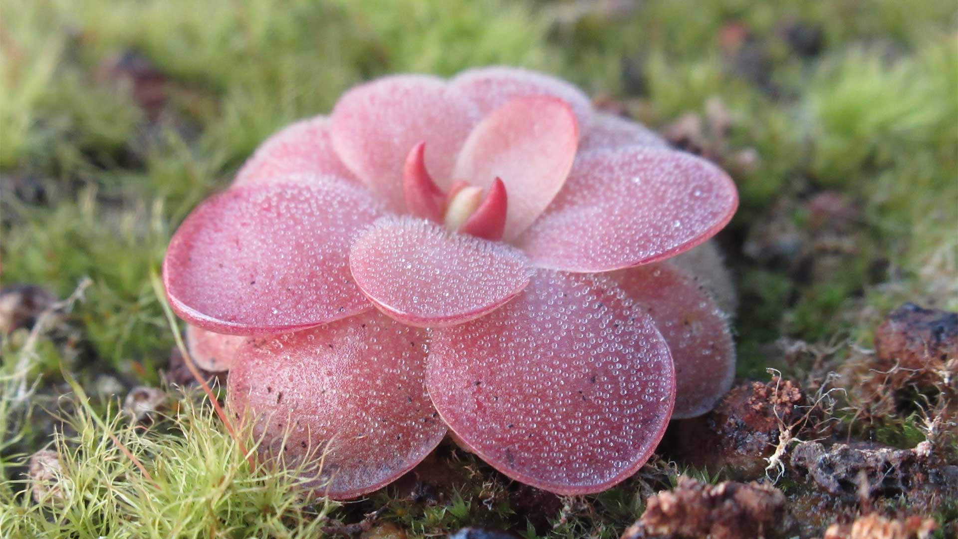 Pinguicula, plante carnivore compacte à feuilles gluantes