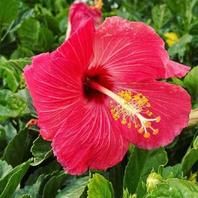 hibiscus-instagram