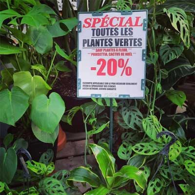 speciale-plantes-vertes